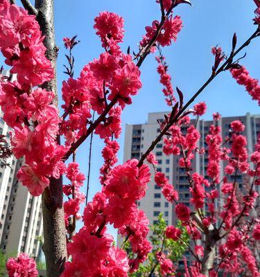 桃花的花语与代表意义（桃花的美丽与神秘，藏着什么含义？）