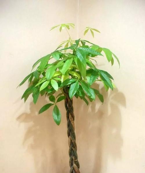 如何为发财树配土？（发财树所需土壤和肥料配比及注意事项）