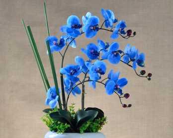 蓝色蝴蝶兰的美丽与意义（探索蓝色蝴蝶兰的象征和传奇）