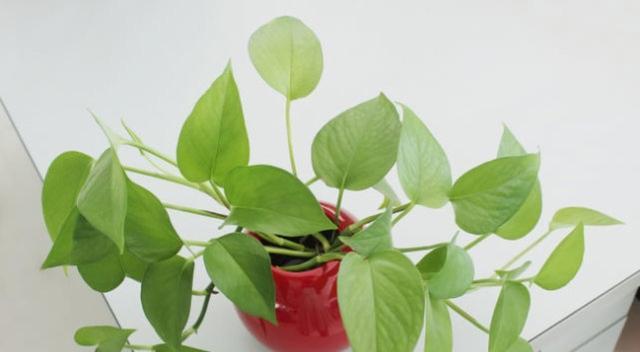 家庭花卉养殖指南（从初学者到高手，用这份完整手册轻松养出美丽花园）