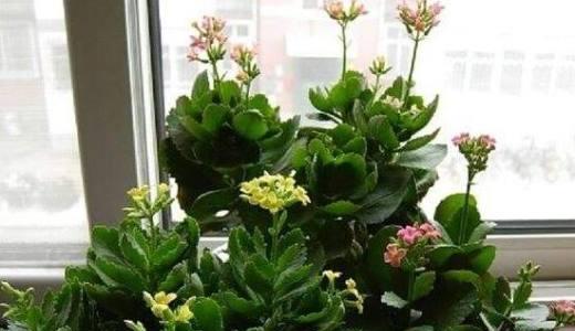 家庭花卉养殖指南（从初学者到高手，用这份完整手册轻松养出美丽花园）