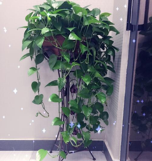 如何养好绿萝花（八个技巧让绿萝茁壮成长）