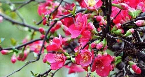 无忧花——美丽与喜悦的象征（无忧花的花语和典故）