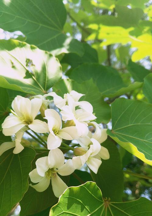 梧桐花的寓意和营养价值（探寻梧桐花的文化象征和药用功效）