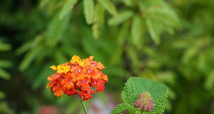 五色梅的花语及其意义（探究五色梅在不同文化中的象征与寓意）