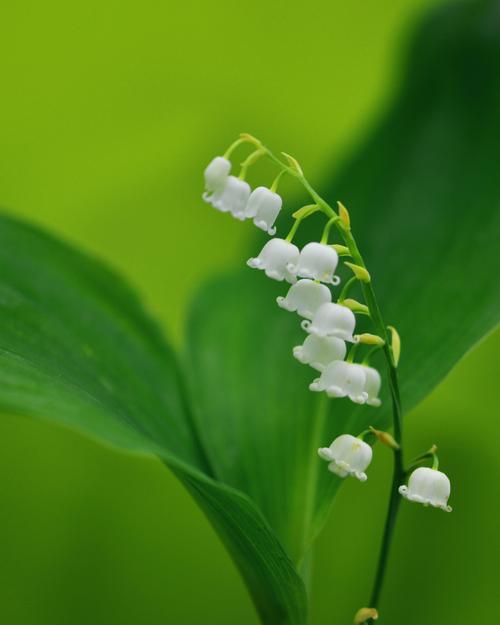 铃兰花种植全攻略（了解这些，让你种出美丽的铃兰花）