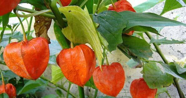 茄科植物——丰富多彩的自然珍品（探寻茄科植物的奥妙与魅力，为您揭开自然界的神秘面纱）