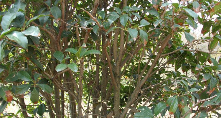探秘桂花树的神奇功效（从美容养颜到疗愈健康，桂花树真的是一棵万能的植物！）