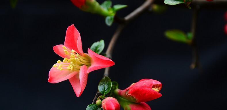 魅力无限的海棠花（探秘海棠花的美丽外形和独特特征，感受它那令人心醉的芳香）