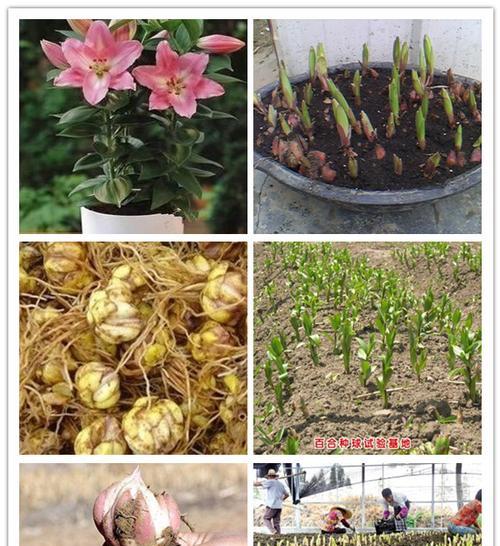 百合花的种植方法（轻松培育百合花，打造花园盛景）