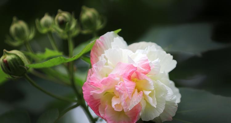 如何养护芙蓉花健康开花（季节、土壤、浇水、修剪、施肥、防病、光照和温度八大要点）