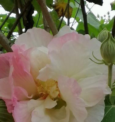 如何养护芙蓉花健康开花（季节、土壤、浇水、修剪、施肥、防病、光照和温度八大要点）