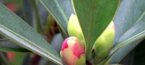 四季茶花的繁殖方法和注意事项（学会这些技巧，让你的花园盛开四季）