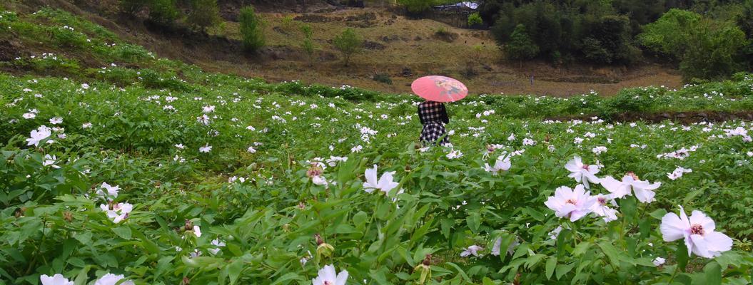 油牡丹水养方法（打造浪漫的水上花园）