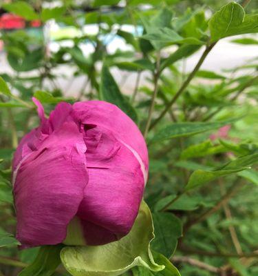 牡丹花——华丽的花卉之王（品味牡丹的美——从外观到内涵，一一道来）