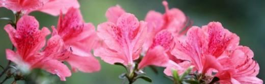 杜鹃花真的有香味吗？如何正确养护杜鹃花？（探究杜鹃花是否有香味，从养护方法入手！）