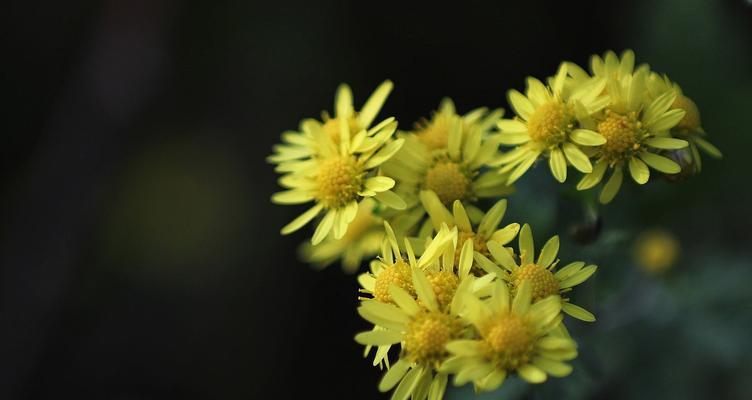 菊花秋天移栽的方法（从选种到定植，让菊花在新的土地中绽放生机）