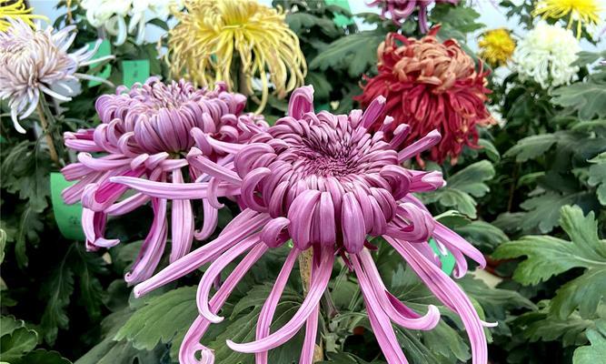 菊花秋天移栽的方法（从选种到定植，让菊花在新的土地中绽放生机）