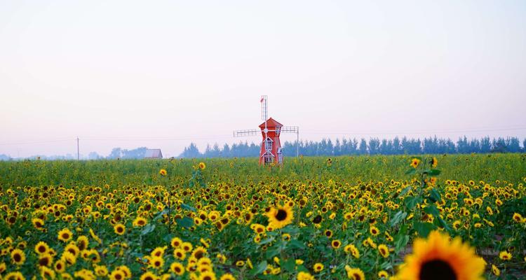 向日葵的花期，阳光般的坚持（向日葵象征的意义与生命的启示）