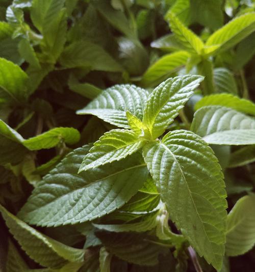 植物传承的象征意义与故事（以植物为媒介传承文化记忆，探索其象征意义）