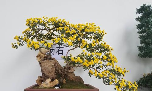 如何养护菊花盆栽，打造优美花园？（打造无与伦比的花卉景观，细节决定成败）