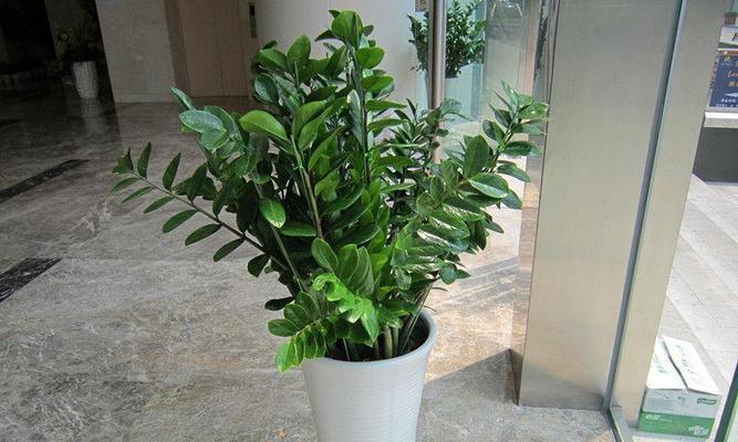 客厅摆放植物的好处与注意事项