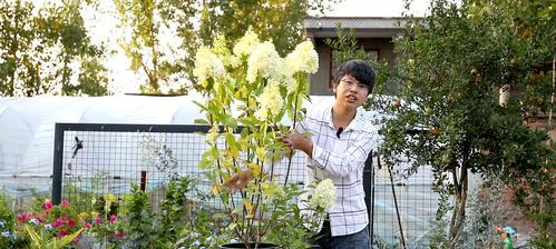 迎春时节，种植绣球花，这些注意事项你知道吗？（绣球花的种植时间和注意事项）