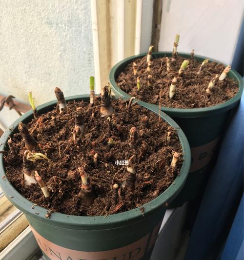 如何种植健康的风雨兰（简单易学的种植技巧，让你轻松养活风雨兰）