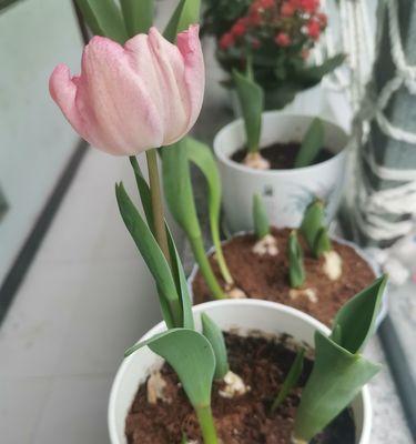 坚强不屈的植物-生命的力量（探寻坚强植物的神秘之旅）