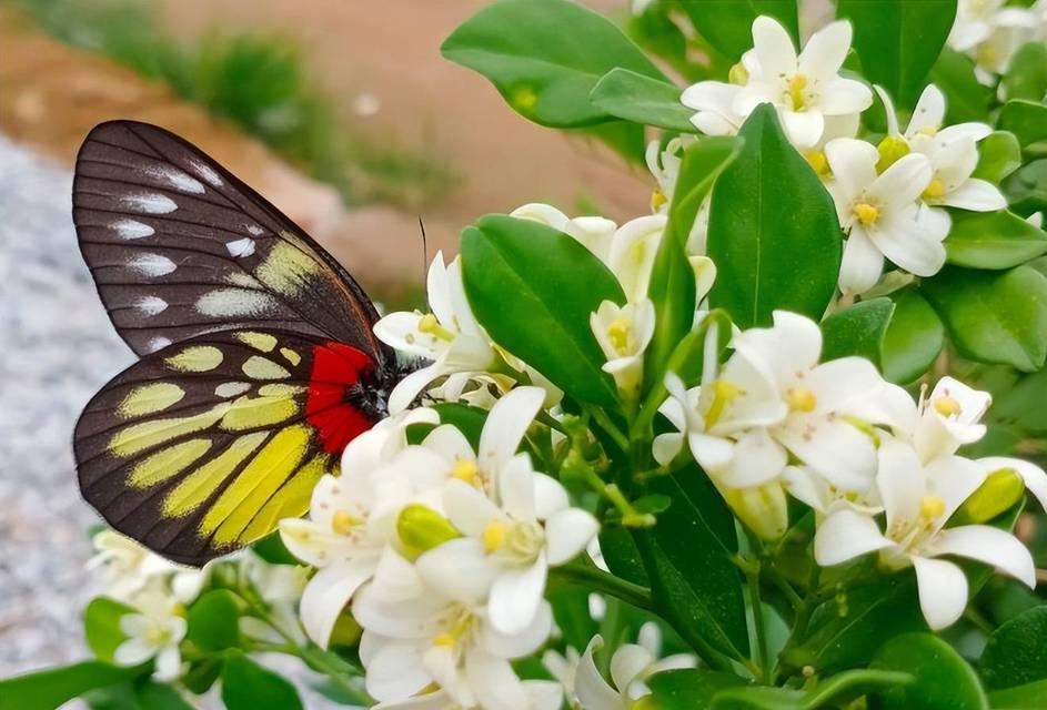 坚韧不拔的植物世界（固执向上、生生不息的绿色力量）