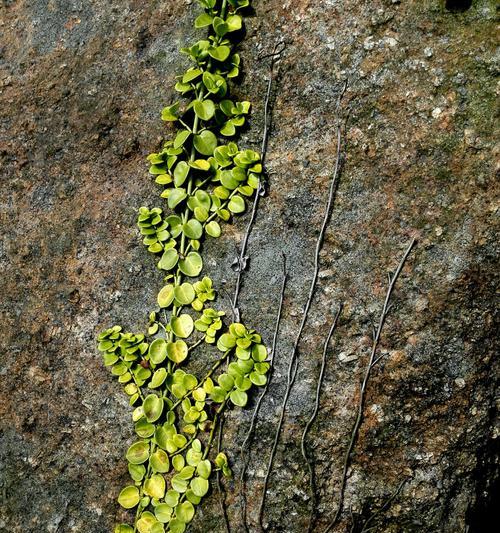 坚韧不拔的植物世界（固执向上、生生不息的绿色力量）