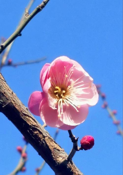 坚韧不拔的植物世界（固执向上、生生不息的绿色力量）