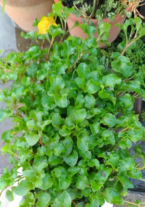 植物中的金榜题名（探索象征金榜题名的植物世界）