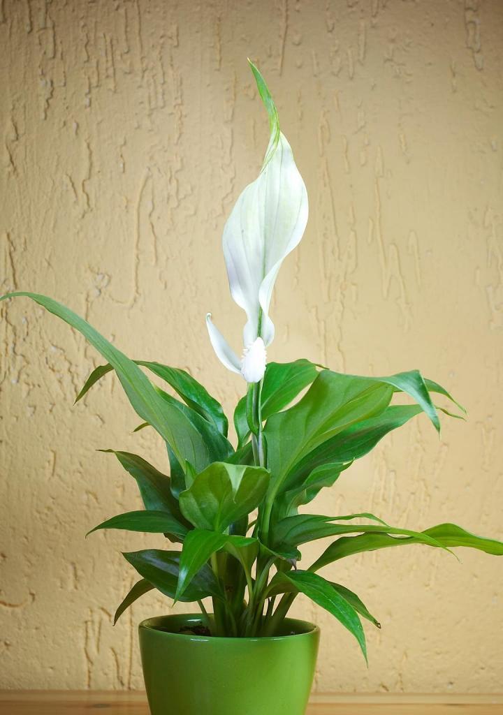 植物中的金榜题名（探索象征金榜题名的植物世界）