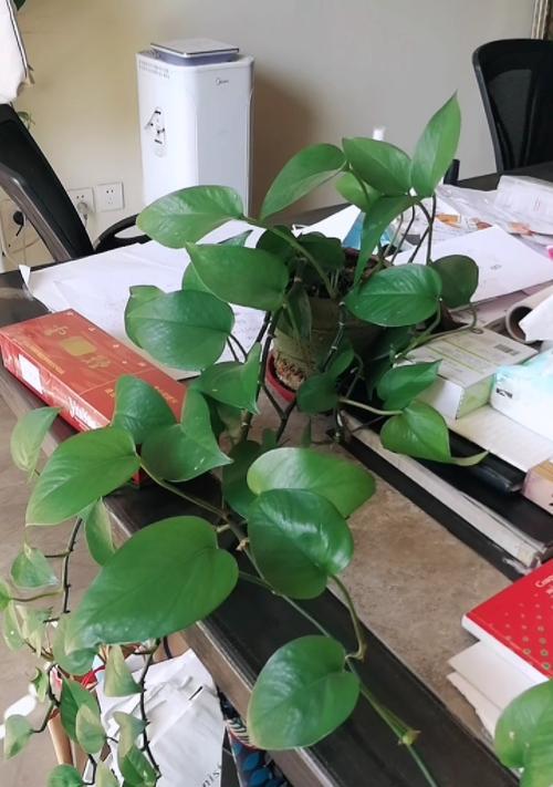 植物中的金榜题名（探索象征金榜题名的植物世界）