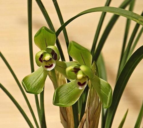 象征君子的植物（探寻君子品质的花草之道）