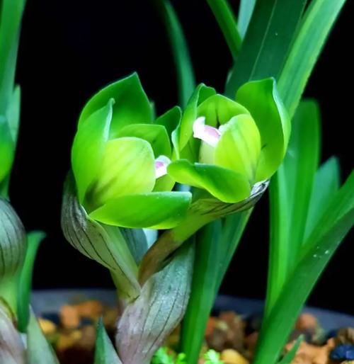 象征君子的植物（探寻君子品质的花草之道）