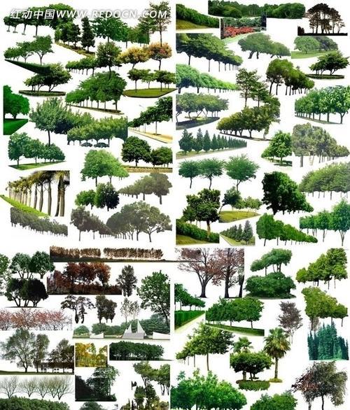 探秘树的多样性——各种树的种类与特点（从枫树到云杉，了解树的奥秘）