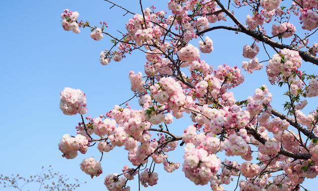 迎接春天，欣赏缤纷花海（春天花卉盛放，这些花儿最值得一看！）