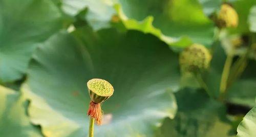 清正廉洁的植物，代表正直与纯洁的力量（揭开植物世界中的道德之光）