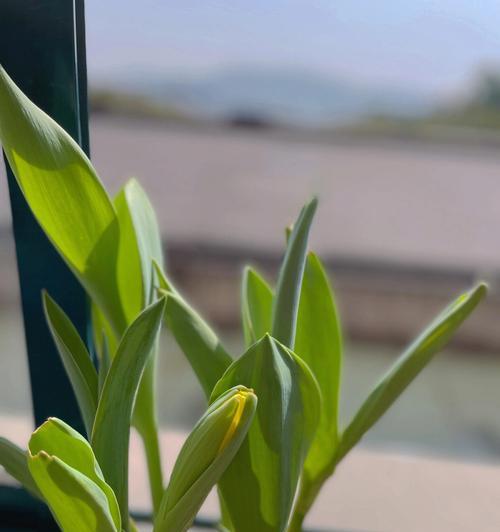 水培郁金香的养殖技巧（打造室内美丽花园，让生活更精彩）