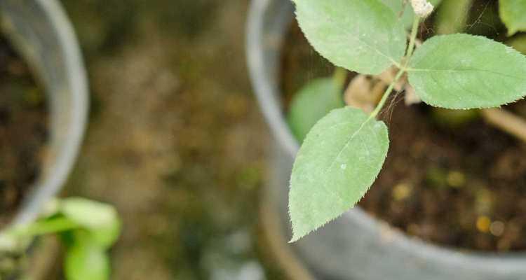 月季花的冬季养护（如何让月季花在寒冷的冬季安然度过）