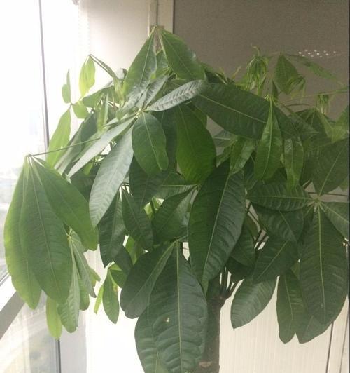 发财树上有粘液怎么回事？——解读发财树的另一种奇妙现象（探索发财树粘液的成因、功用与管理技巧）