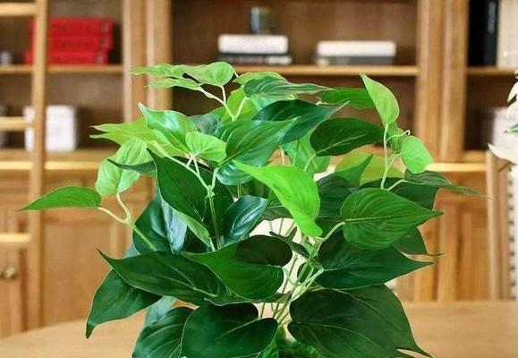 友谊长存的植物之美（探寻植物中蕴含的友谊之力）
