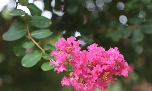 智慧的象征（植物中的智慧之光与人类的发展）