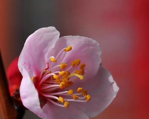 杏花花语与它的美丽含义（探索杏花花语的深层意义与文化背景）