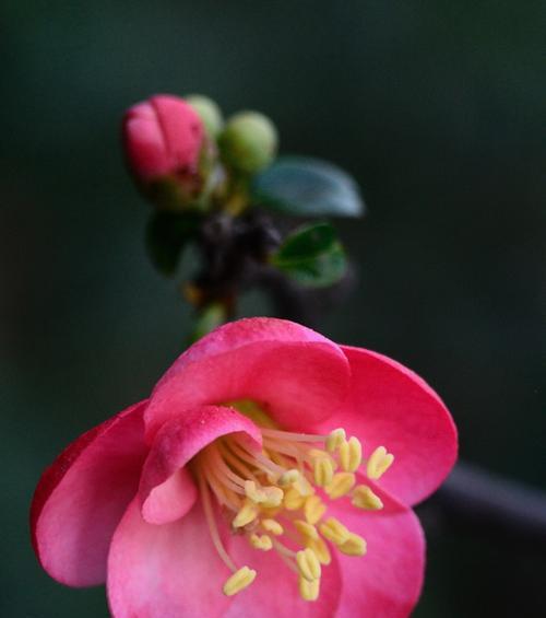 探究海棠花背后的文化内涵（探究海棠花背后的文化内涵）
