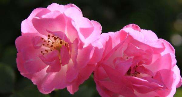 美丽的蔷薇花（探秘蔷薇花的五种特点）