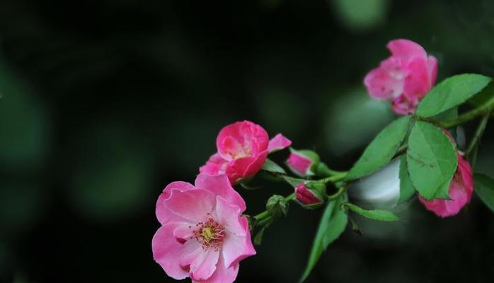 美丽的蔷薇花（探秘蔷薇花的五种特点）