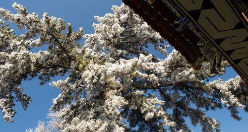 雪松的花语和文化地位（探究雪松花语的深意与雪松在文化中的重要地位）